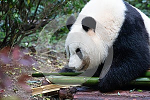 Close up Fluffy Female Panda , Chengdu Panda Base, China