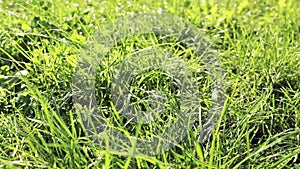 Close up of the fluffy green grass in the garden. Slow motion, shallow depth of field. Nature background.