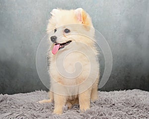 Close up of Fluffy happiness white Pomeranian Pomeranian dog curiously smiling at the camera isolated on grey