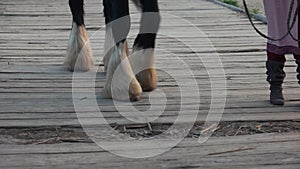 Close up fluffy hooves of walking horse.
