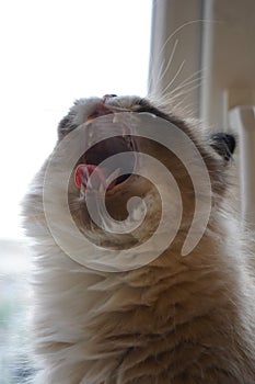 A close-up of a fluffy, long-haired, light-colored cat with its mouth wide open. Its soft fur and relaxed posture create photo