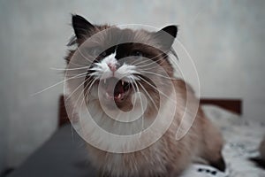A close-up of a fluffy, long-haired, light-colored cat with its mouth wide open. Its soft fur and relaxed posture create photo