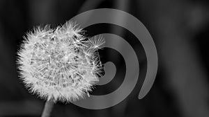 Close-up of fluffy overblown dandelion head. Taraxacum officinale