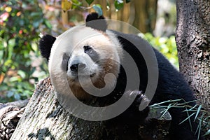 Close up fluffy Panda , Ao Liao aka Oreo , Panda Valley, China
