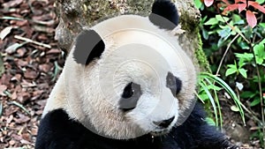 Close up Fluffy Panda , Mei Lan aka Rou Rou