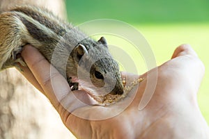 Close-up of a fluffy Siberian chipmunk eating food off of a person's hand