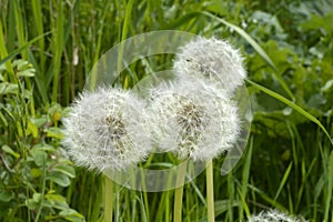 Close up of fluffy white dandelion in grass with field flowers