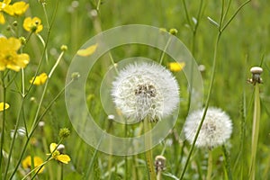 Close up of fluffy white dandelion in grass with field flowers