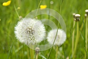 Close up of fluffy white dandelion in grass with field flowers