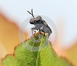 Close up fly