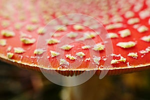 Close-up of a fly agaric
