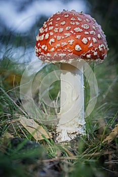 Close-up of fly agaric mushroom