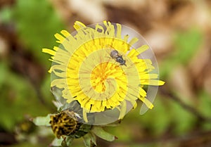 Close up of fly on dandelion