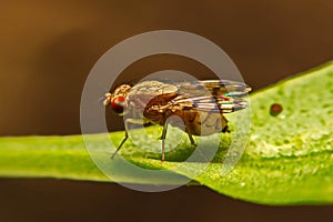 Close up fly Drosophila melanogaster in nature