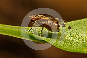 Close up fly Drosophila melanogaster in nature