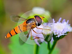 Close up fly on flowers background