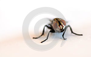 Close up fly focus on head part