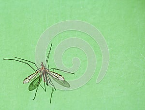close-up of a fly on a green mast of the wind turbine