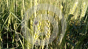 Close up of fly on green wheat crops.