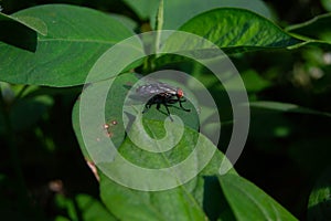 close up of a fly landing on a leaf