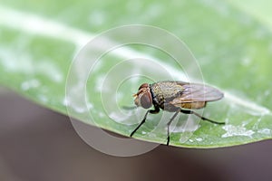 Close up fly on leaf