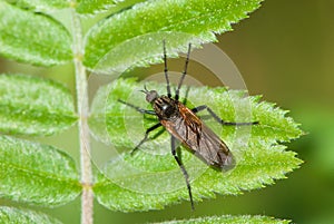 Close-up fly on leaf of sobus, whitebeam, rowan, mountain-ash