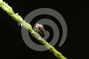 Close-up fly macro night