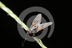 Close-up fly macro night