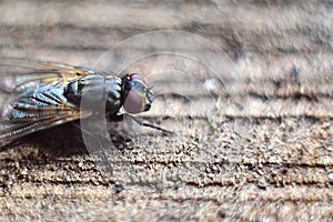 Close up of a fly