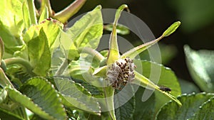 Close up of a fly on a milkweed flower