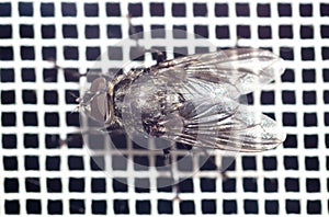 Close-up of a fly on a mosquito net. Macro