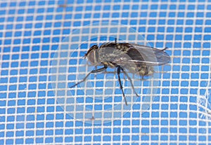 Close-up of a fly on a mosquito net. Macro