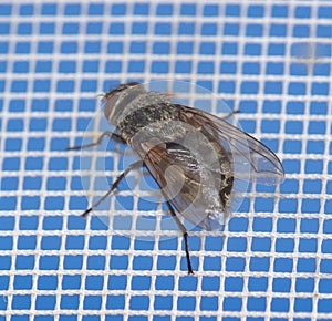 Close-up of a fly on a mosquito net. Macro