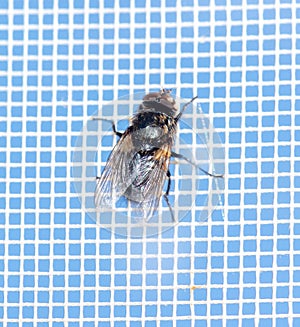 Close-up of a fly on a mosquito net. Macro