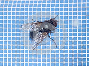 Close-up of a fly on a mosquito net. Macro