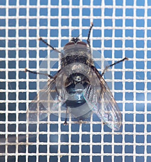 Close-up of a fly on a mosquito net. Macro