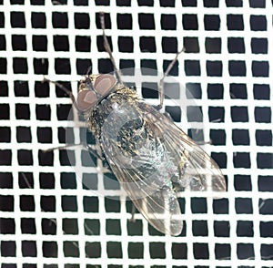 Close-up of a fly on a mosquito net. Macro