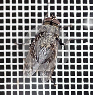 Close-up of a fly on a mosquito net. Macro