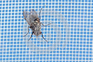 Close-up of a fly on a mosquito net. Macro