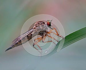 Close-up  of a fly perched on a single blade of grass