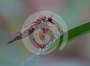 Close-up  of a fly perched on a single blade of grass