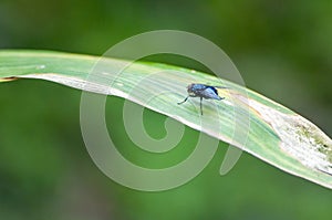 Close-up of fly perching on blade of grass