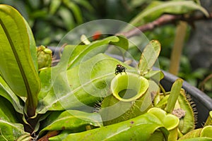 Close up fly on pitcher plant or Nepenthes ampullaria or monkey cup.