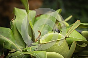 Close up fly on pitcher plant or Nepenthes ampullaria or monkey cup.