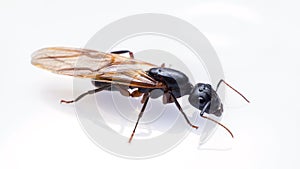 Close up flying ant isolated on white background.