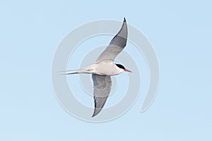 Close-up flying arctic tern Sterna paradisaea in blue sky