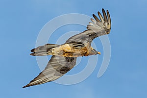 Close-up flying bearded vulture gypaetus barbatus, blue sky, spread wings
