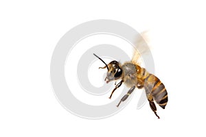 A close up of flying bee isolated on white background