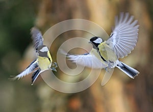Close up on flying birds paridae