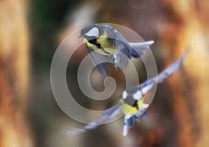 Close up on flying birds paridae